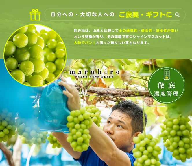 C5 山梨県笛吹市産 シャインマスカット3～4房（約2キロ）