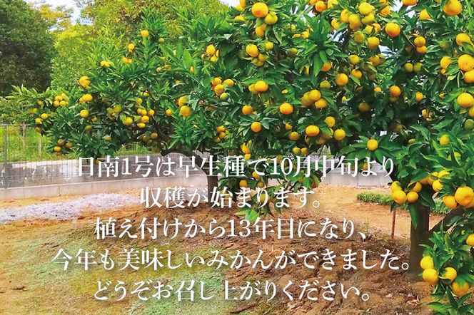 【先行予約】【10月中旬より発送開始】大樹園のみかん（極早生）5kg【埼玉県 春日部市 ふるさと納税 柑橘 果物 フルーツ 国産 家庭用 お取り寄せ 産地直送 ギフト】（CH002-1）