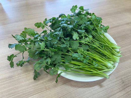 LED水耕栽培 香味野菜（パクチー）250g