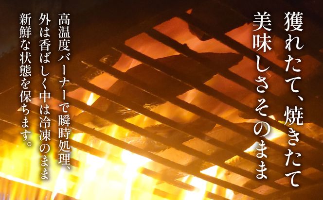 訳あり かつおのたたき 2kg 10,000円 サイズ 不揃い 小分け 真空 パック 新鮮 鮮魚 天然 水揚げ カツオ 鰹 タタキ 冷凍 大容量 マルコ水産 静岡県 【 PT0146-000002-X2 】