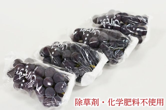【先行予約】数量限定！種無しぶどう 巨峰 合計2kg (4～6房) | 8月下旬より順次発送 数量限定 ブドウ 葡萄 巨峰 種なし 種なしブドウ 旬 果物 フルーツ 濃厚 ジューシー 益子町産 新鮮 (DC001)