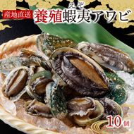 三陸産 ” 活 ” 蝦夷あわび 10ヶ 養殖 ( エゾアワビ 産地直送 冷蔵 岩手 活き あわび 肝 あわび ステーキ あわび 刺し身 刺身 ) [56500089_1]