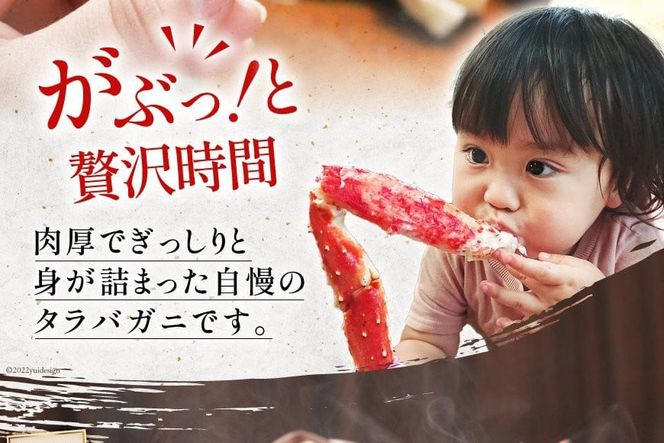 かに【2025 年内配送】 本 タラバガニ 脚 ボイル済 約1.5kg 極太7Lサイズ [カネダイ 宮城県 気仙沼市 20564326] カニ かに 蟹 たらばがに たらば蟹 タラバ蟹 たらば タラバ ボイル 
