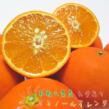 わけあり セミノール オレンジ 7.5kg【農家直送】【和歌山県産】【訳あり】【先行予約・2025年4月上旬～4月下旬発送】   XD90063