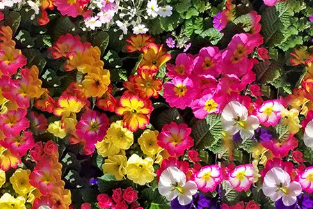 [定期便／年3回] 季節の草花 詰め合わせ｜花苗 ポット苗 宿根草 多年草 一年草 園芸 ガーデニング [0134]