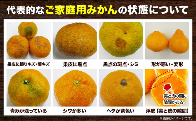 ＜先行予約＞家庭用 大きな 有田 みかん 10kg+300g（傷み補償分）【わけあり・訳あり】【光センサー選果】 池田鹿蔵農園@日高町（池田農園株式会社）《11月中旬-2月中旬頃出荷》和歌山県 日高町 蜜柑 ミカン 柑橘 ---wsh_idn59_11c2c_24_11000_10kg---