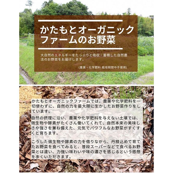 【2026年産 予約】にんにく 10kg 京都府・亀岡産 自然栽培のかたもとオーガニックファームよりお届け ※離島への発送不可 ※2026年6月下旬～10月下旬頃に順次発送予定