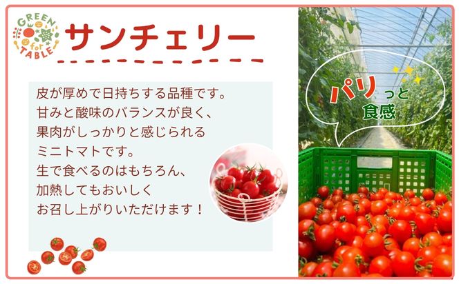 ミニトマト サンチェリー 1kg 7月発送 トマト 新鮮 野菜 農家直送 1キロ 人気 おすすめ ギフト 贈答 プレゼント 福島県 田村市 田村 GREEN for TABLE N047-001