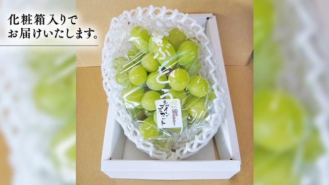 期間限定 ！ 筑西市産 シャインマスカット 1房 ぶどう ブドウ 葡萄 フルーツ 2026年産 [BW065ci]