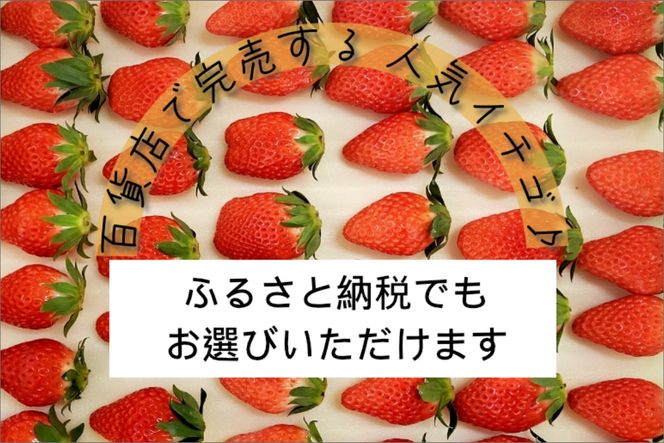 【先行予約】2025年産 京都 蜜いちご（あきひめ）（大サイズ（6粒または8粒）×2パック）約450g（2025年1月上旬～発送）　国産 いちご イチゴ 苺 ストロベリー すとろべりー 2024フルーツ ふるーつ 果物 くだもの 農家応援 生産者応援 FM00006