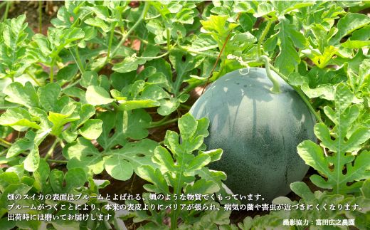 《2026年分受付中》『夏の女神』種が少なくて甘い黒皮スイカ1玉入（中玉4～6kg）【01005】