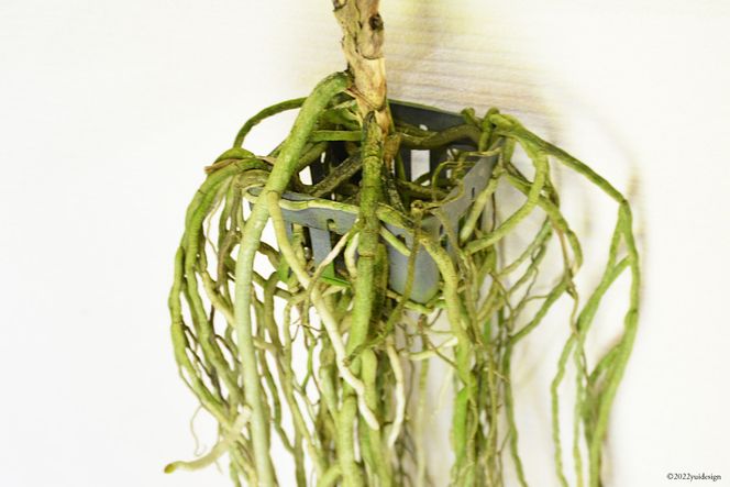 AG051希少な花　心躍る「華やかな恋」の予感　翡翠蘭（バンダ）　１株花付き