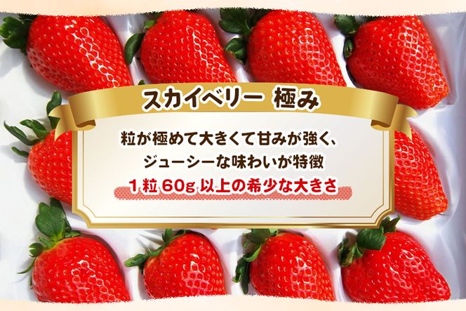 [数量限定] 完熟朝摘みスカイベリー 極み 12粒《1月初旬～2月初旬に順次発送》｜いちご 苺 イチゴ フルーツ 果物 産地直送 [0566]