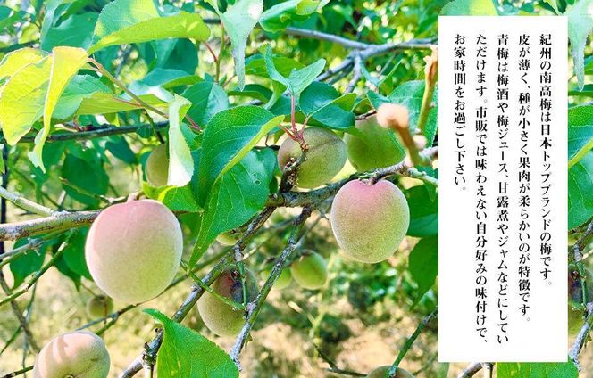 【2026年7月上旬～出荷予定】梅 冷凍 青梅 南高梅 5kg ( 1kg × 5袋) 秀品 2L or Lサイズ 和歌山県産 紀州有田  【みかんの会】AX280