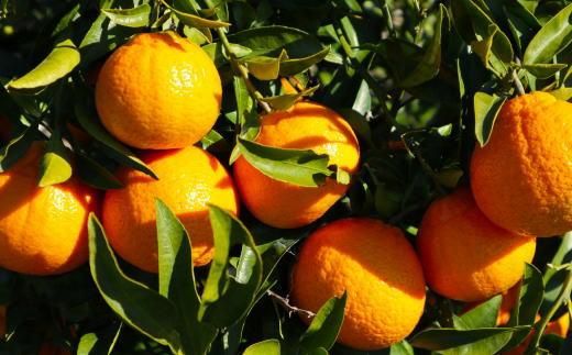 ［濃厚］有田産不知火約4kg（2L～5Lサイズ混合）★2026年2月中旬頃より順次発送 BZ104