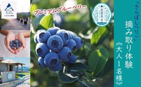 ブルーベリー摘み取り体験《大人1名様》 010203