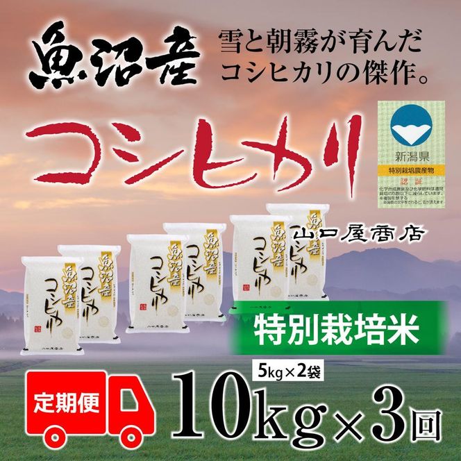 令和５年 山口県産コシヒカリ ３キロ 精米済み - 米・雑穀・粉類