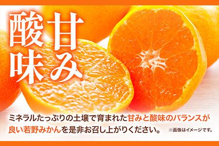 訳あり みかん 5kg 10kg 完熟 若野みかん 約5kg 約10kg サイズ混合 圦本農園 《11月下旬-12月中旬頃出荷》和歌山県 日高川町 送料無料 訳ありみかん 10キロ 5キロ わけありみかん わけあり 若野 みかん ミカン 柑橘 完熟 フルーツ 果物 お取り寄せフルーツ---wshg_yrm5_11g12c_25_11000_5kg---