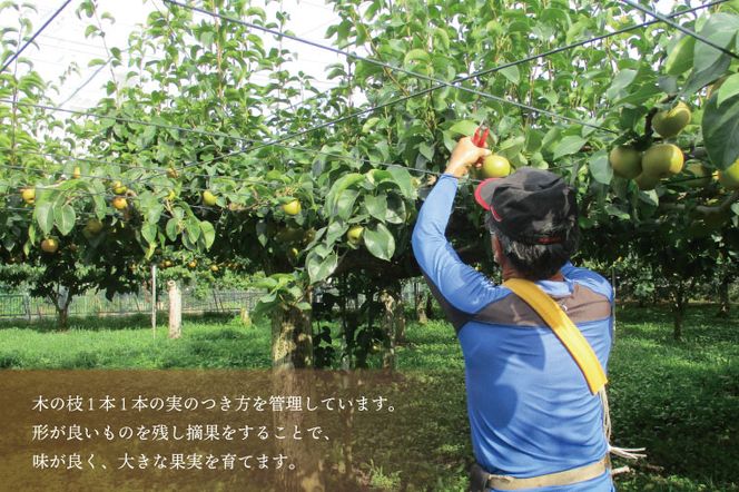 DB005　【先行予約】仁平果樹園の梨(にっこり)