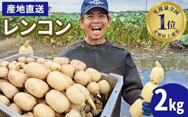 レンコン 2kg◇ ｜ 収穫仕立て 産地直送 れんこん 蓮根 蓮 甘み シャキシャキ 茨城県 土浦市産 ※離島への配送不可