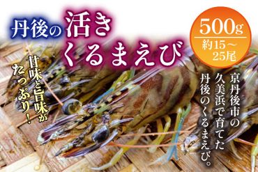 丹後の活きくるまえび 500g（15～25尾）（11月発送）　MN00047