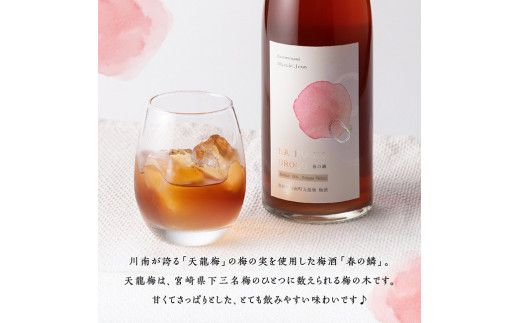 【数量限定】天龍梅の実を使用！オリジナル梅酒「春の鱗」（720ml×2本）【 お酒 アルコール 酒 梅酒 】 [F5603]