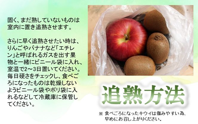 未追熟 キウイフルーツ 36玉（約3.6kg）_2302R