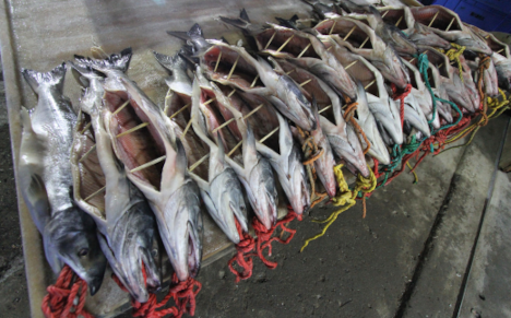 活〆鮭 山漬け 2.2kg前後［姿切身］寒風干し SRMN020