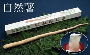 さくらブランド認証品　えみの自然薯　1本（500g以上）山芋 とろろ 国産 健康 ※2025年11月下旬頃より順次発送予定