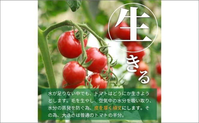 【先行予約】やりすぎトマト（4パック計約1kg）（冬季）（2026年12月上旬以降発送）　DE00172