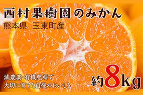 『西村果樹園』のみかん 約8kg(2S-2Lサイズ)《10月上旬-1月下旬頃出荷》【日付指定不可】予約受付中 フルーツ 秋 旬★熊本県玉名郡玉東町『西村果樹園』みかん 減農薬・有機肥料で育てた自慢のおいしさ！熊本県玉名郡玉東町---sg_nkjmikan_ak101_24_14000_8kg---