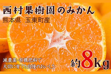 『西村果樹園』のみかん 約8kg(S-2Sサイズ)《10月上旬-1月下旬頃出荷》【日付指定不可】予約受付中 フルーツ 秋 旬★熊本県玉名郡玉東町『西村果樹園』みかん 減農薬・有機肥料で育てた自慢のおいしさ！熊本県玉名郡玉東町---sg_nkjmikan_ak101_24_14000_8kg---