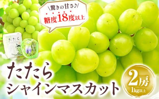 マスカット シャインマスカット 岡山 先行予約 数量限定 岡山県産 笠岡市 1kg以上 たたらみねらる 2房[2025年8月下旬-10月下旬頃出荷] 甘い 種無し 朝どれ ぶどう ブドウ 葡萄 マスカット シャインマスカット---A-209---