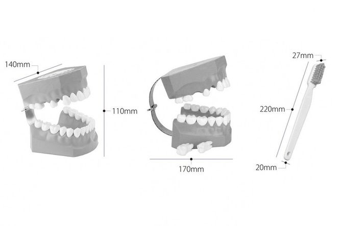 歯の模型 歯磨き指導用 大型モデル（永久歯列 歯ブラシ付）《歯 模型 歯列模型 歯模型 顎模型 2倍大》 ※着日指定不可