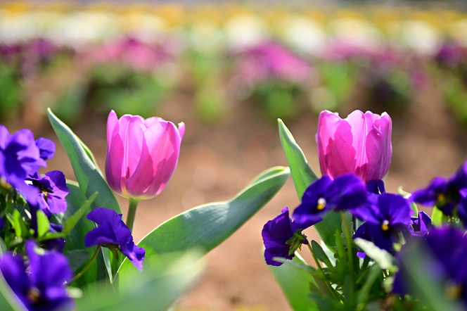 SIGMA 30mm F1.4 DC DN | Contemporary【ニコンZマウント】