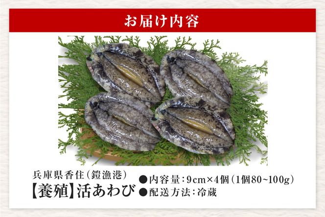 【冷蔵 活あわび 養殖 9cm×4枚 320～400g (1個80～100g）】香美町 香住 山陰 アワビ 鮑 活アワビ 海鮮 お刺身 あわびのバター焼き 美嶋丸 20-02