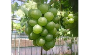 961.ぶどう　翠峰（すいほう）900g前後　※2025年9月中旬～下旬頃に順次発送予定　※北海道・東北・沖縄・離島への発送不可 313726_AA015