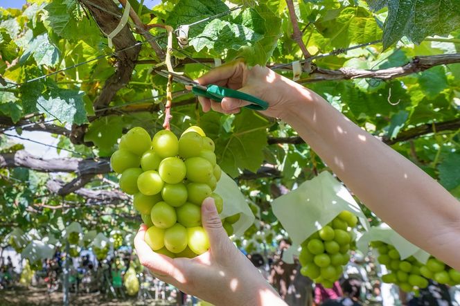 【☆先行予約☆2026年/令和8年発送分】シャインマスカット「こだわり」650g以上　人気　おすすめ　国産　贈答　ギフト　お取り寄せ　山梨県産　産地直送　フルーツ　果物　くだもの　ぶどう　ブドウ　葡萄　シャイン　シャインマスカット　新鮮　CD-2