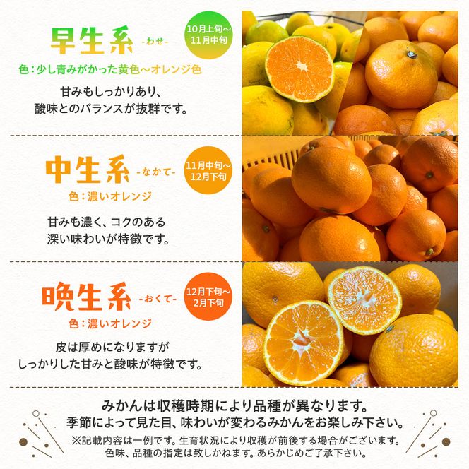 ［先行予約］ご家庭用 完熟有田みかん 約10kg［2026年1月発送予定］訳あり 農家直送［MS6-3］ 303446_XD90155