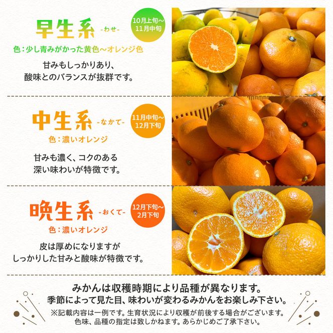 ［先行予約］ご家庭用 完熟 有田みかん 5kg［2026年11月発送予定］訳あり 農家直送［MS31-1］ 303446_XD96099