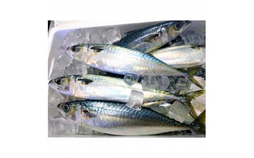 【国産しめ鯖かまぼこ】結の鯖　2本セット 322032_AL001