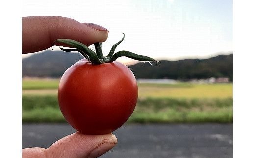 出雲の國からの贈り物～トマトを超えた超トマト３kg 322032_AT003