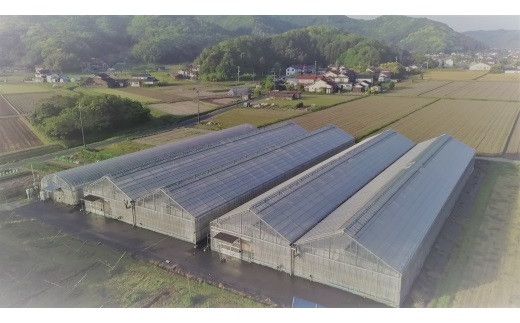 出雲の國からの贈り物～トマトを超えた超トマト３kg 322032_AT003