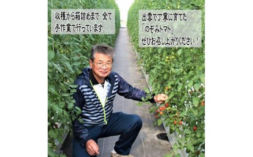 フルーツトマト【出雲の加田屋】加田屋トマト糖度7以上8未満 322032_AU002