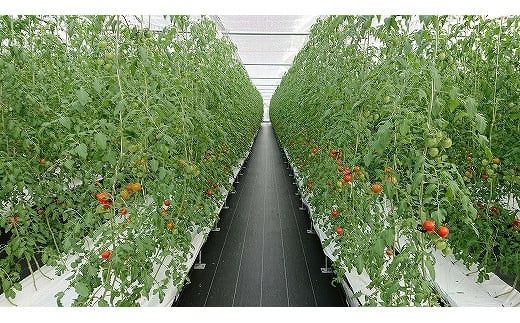 高糖度フルーツトマト糖度8以上 322032_AU004