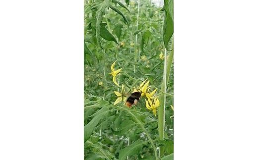 高糖度フルーツトマト糖度8以上 322032_AU004