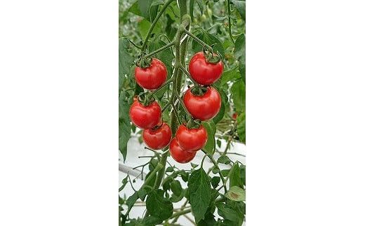 高糖度フルーツトマト糖度8以上 322032_AU004