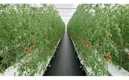 【定期便3回】出雲からの希トマト糖度8～10をお届け！ 322032_AU008