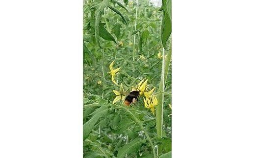 【定期便3回】出雲からの希トマト糖度8～10をお届け！ 322032_AU008