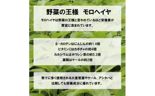 いづものモロヘイヤ100パウダー(500ｇ) 322032_AZ001